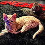 bed, black_rug, cat, closeup, companion, cute, domestic_cat, furry_texture, indoor, kitten, orange_kitten, paws, pet, plaid_blanket, resting, soft_lighting, tabby, tail, two_kittens, whiskers