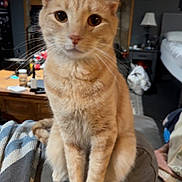Buckshot joined the competition — help win amazing prizes! bed, blanket, cat, close_up, couch, cozy, curious, eyes, feline, furniture, ginger_cat, indoor, lamp, living_room, nightstand, paws, pet, portrait, sitting, whiskers
