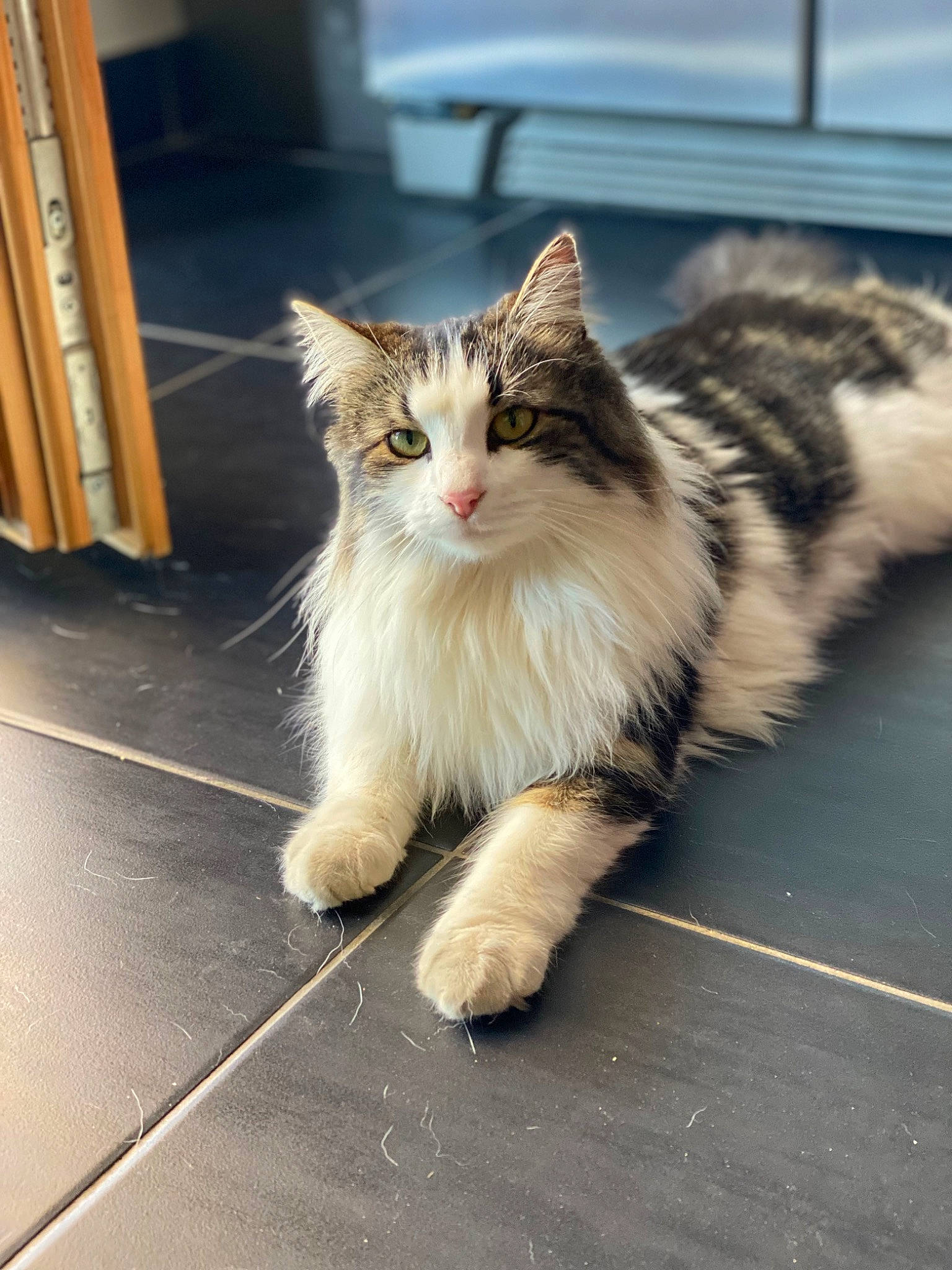 Peach a rejoint le concours — aidez-le/la à gagner de superbes lots ! asphalt, carnivore, cat, claw, domestic_short_haired_cat, fawn, felidae, flooring, fur, paw, road_surface, sitting, small_to_medium_sized_cats, snout, street, tail, terrestrial_animal, whiskers, window, wood