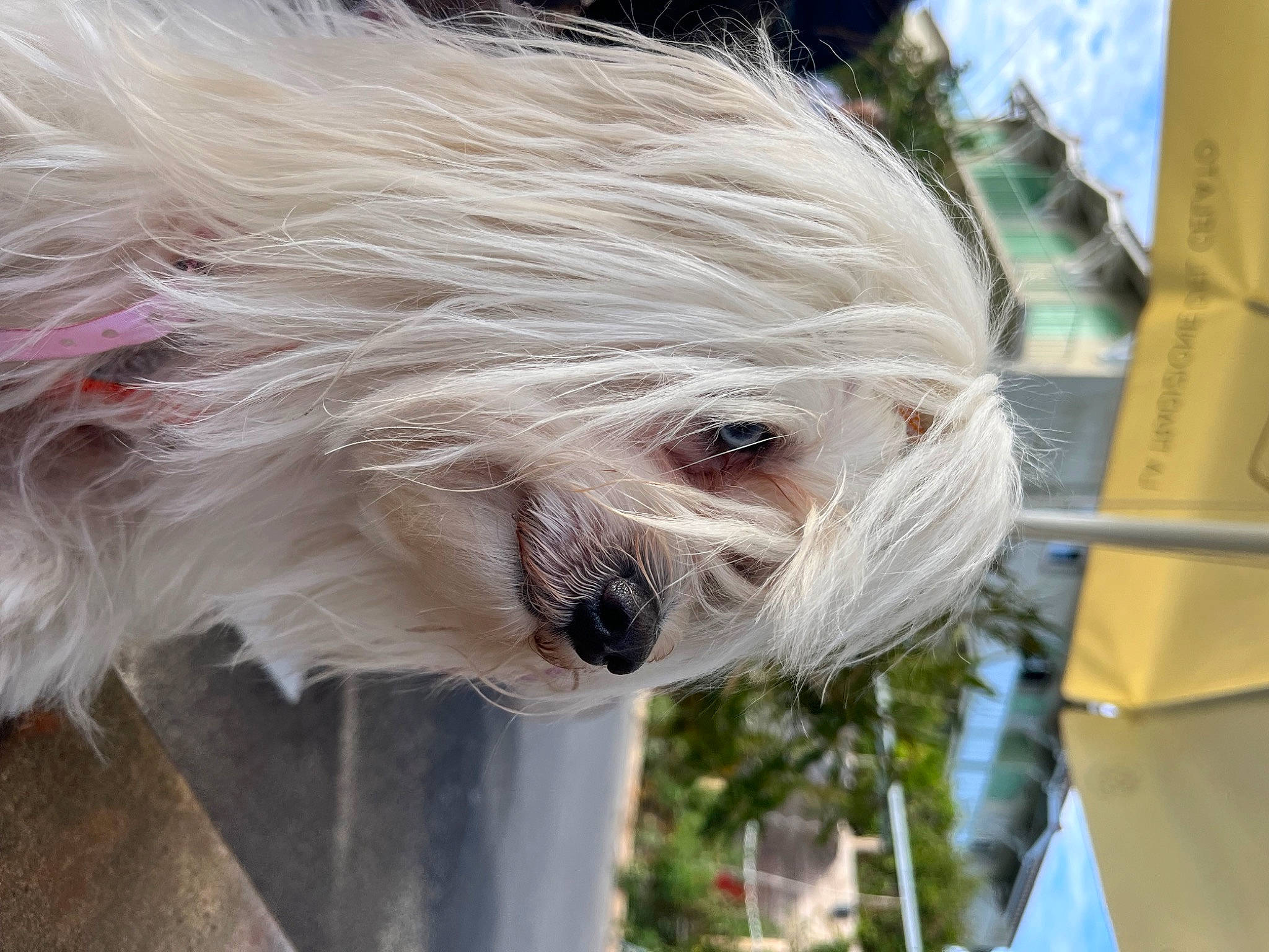 Prunelle a rejoint le concours — aidez-le/la à gagner de superbes lots ! canidae, carnivore, collar, companion_dog, dog, dog_breed, dog_collar, dog_supply, fur, non_sporting_group, pet_supply, small_terrier, snout, sporting_group, terrier, toy_dog, working_animal, wrinkle