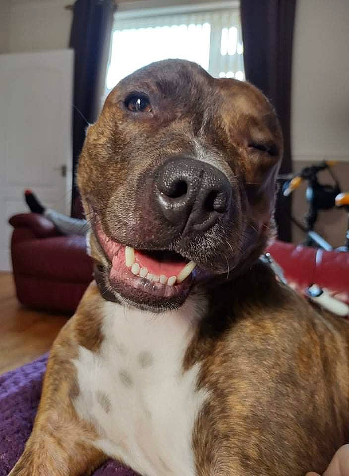 Bobby is registered to the contest to win money with this photo: ancient_dog_breeds, carnivore, collar, companion_dog, dog, dog_breed, dog_collar, fang, fawn, fur, guard_dog, liver, molosser, pet_supply, sporting_group, terrestrial_animal, whiskers, working_animal, working_dog