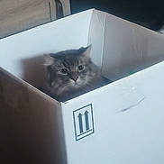 Stinx joined the competition — help win amazing prizes! box_symbol, cabinet, cardboard_box, cat, cat_face, cozy, curious, domestic, eyes, fluffy, furniture, home, indoor, packaging, pet, portrait, shadow, sitting, tabby_cat, whiskers