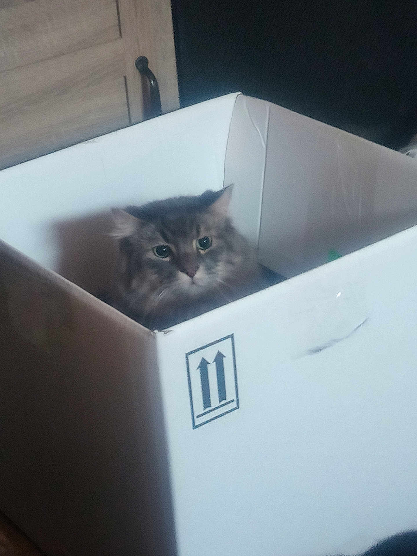 Stinx joined the competition — help win amazing prizes! box_symbol, cabinet, cardboard_box, cat, cat_face, cozy, curious, domestic, eyes, fluffy, furniture, home, indoor, packaging, pet, portrait, shadow, sitting, tabby_cat, whiskers