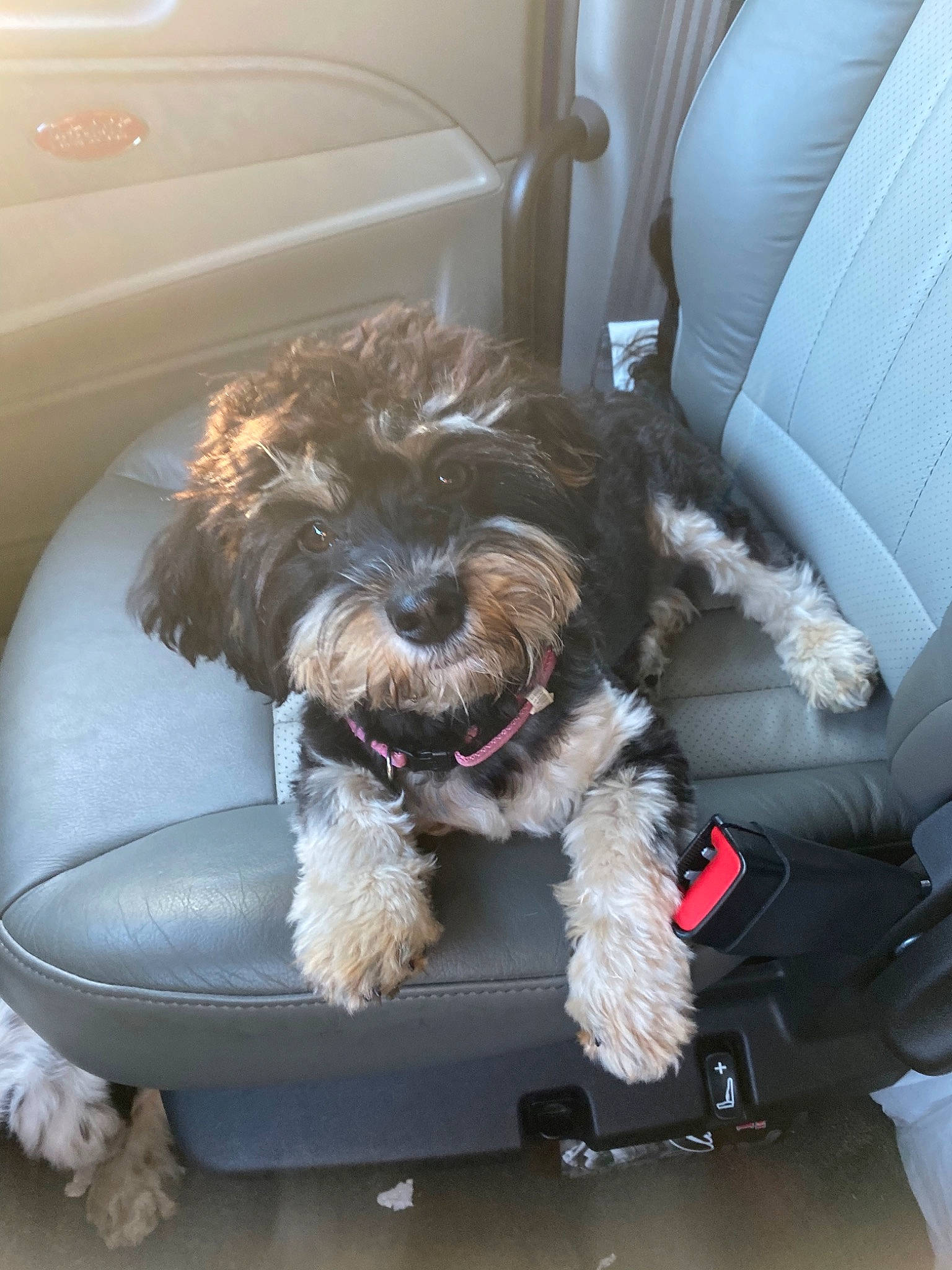 Itsy is registered to the contest to win money with this photo: bolonka, canidae, carnivore, cavapoo, cockapoo, dog, dog_breed, havanese, mammal, petit_basset_griffon_vendeen, poodle_crossbreed, portuguese_water_dog, schnoodle, shih_poo, shih_tzu, snout, spanish_water_dog, sporting_group, tibetan_terrier, vertebrate