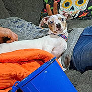 Kardi joined the competition — help win amazing prizes! dog, person, couch, pillow, blanket, hand, jeans, tshirt, blue_bucket, relaxed, playful, indoor, casual, animal, pet, bunny_ears, expression, colorful, decor, seated