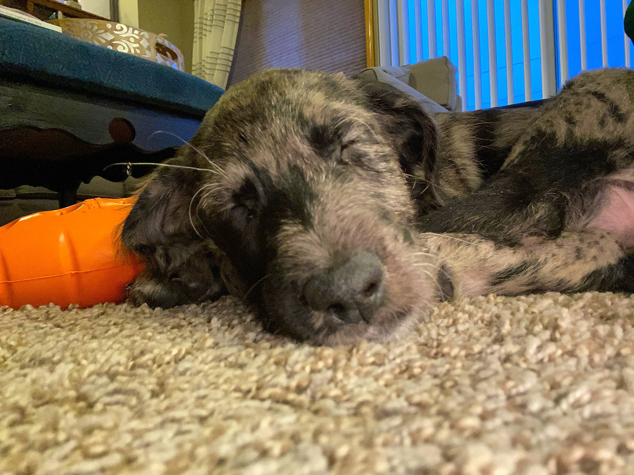 Tallulah Rose is registered to the contest to win money with this photo: ball, bean_bag, carnivore, claw, comfort, companion_dog, dog, dog_breed, fawn, flooring, fur, liver, paw, snout, sporting_group, tail, terrestrial_animal, terrier, whiskers, working_animal