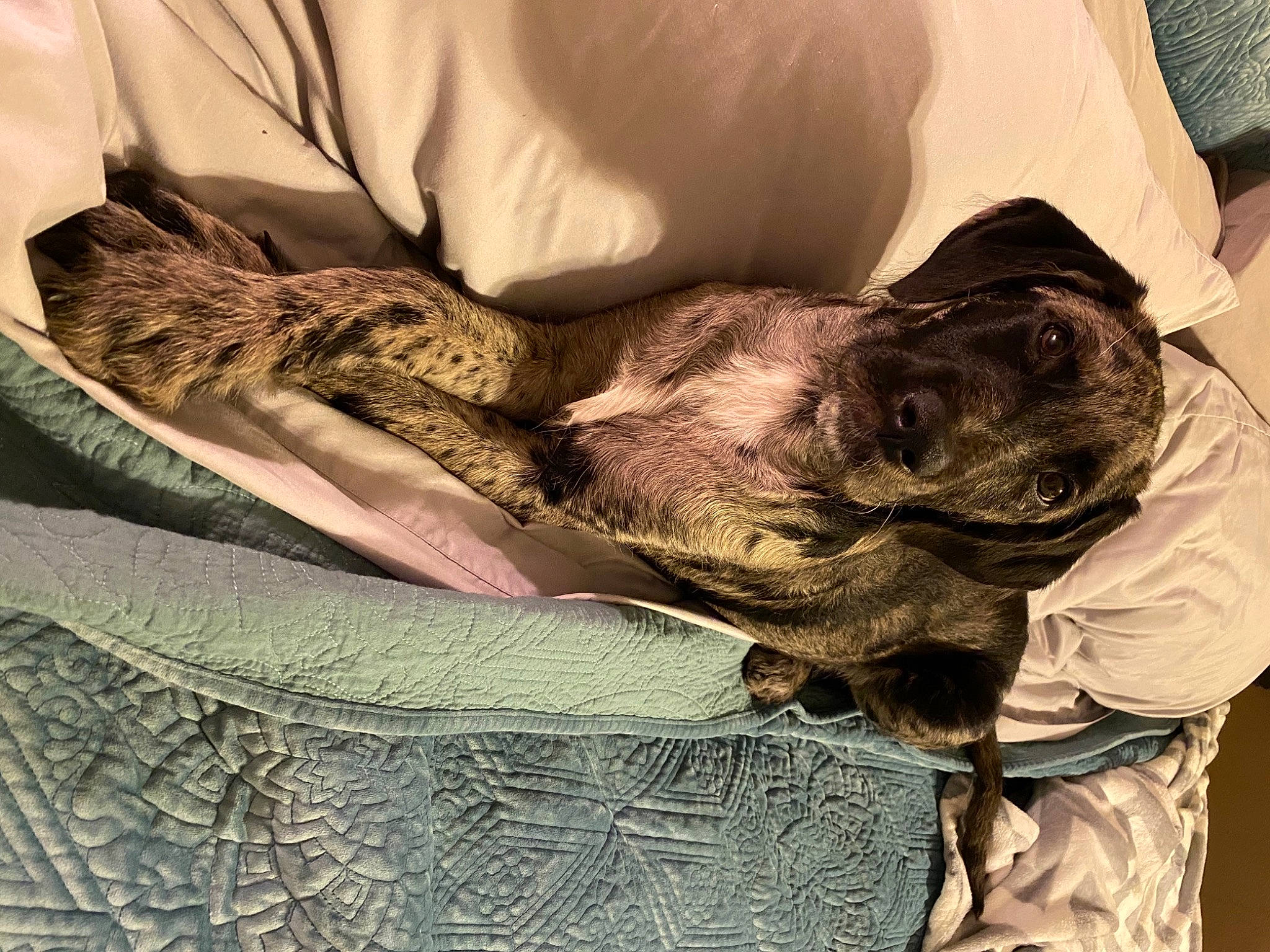 Tallulah Rose is registered to the contest to win money with this photo: canidae, carnivore, comfort, companion_dog, dog, dog_breed, ear, fawn, felidae, fur, grey, linens, liver, snout, sporting_group, toy_dog, vertebrate, whiskers, working_animal, wrinkle