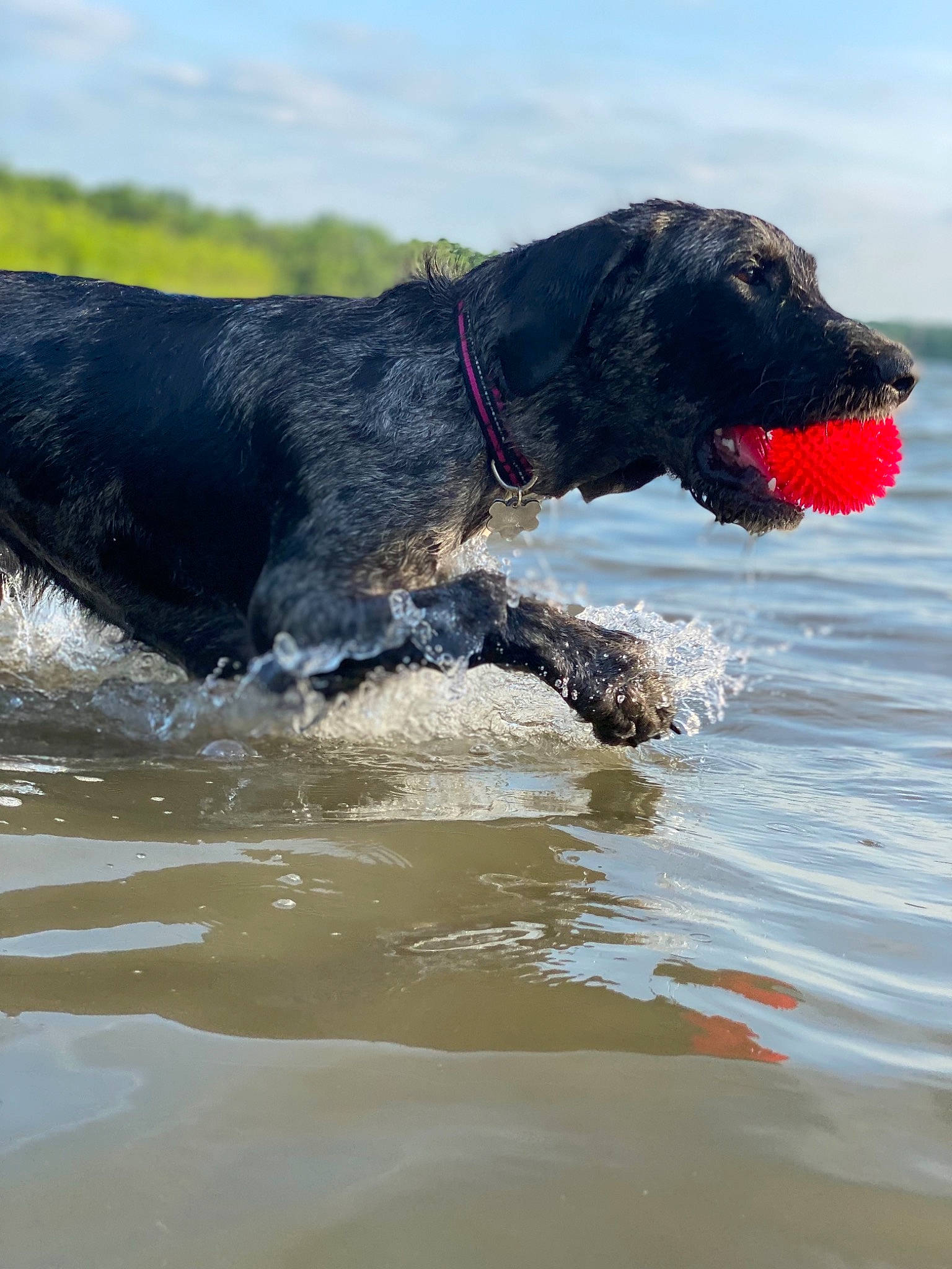 Tallulah Rose joined the competition — help win amazing prizes! body_of_water, borador, carnivore, collar, companion_dog, dog, dog_breed, dog_collar, guard_dog, gun_dog, hunting_dog, labrador_retriever, lake, retriever, sea, sky, sporting_group, water, working_animal, working_dog