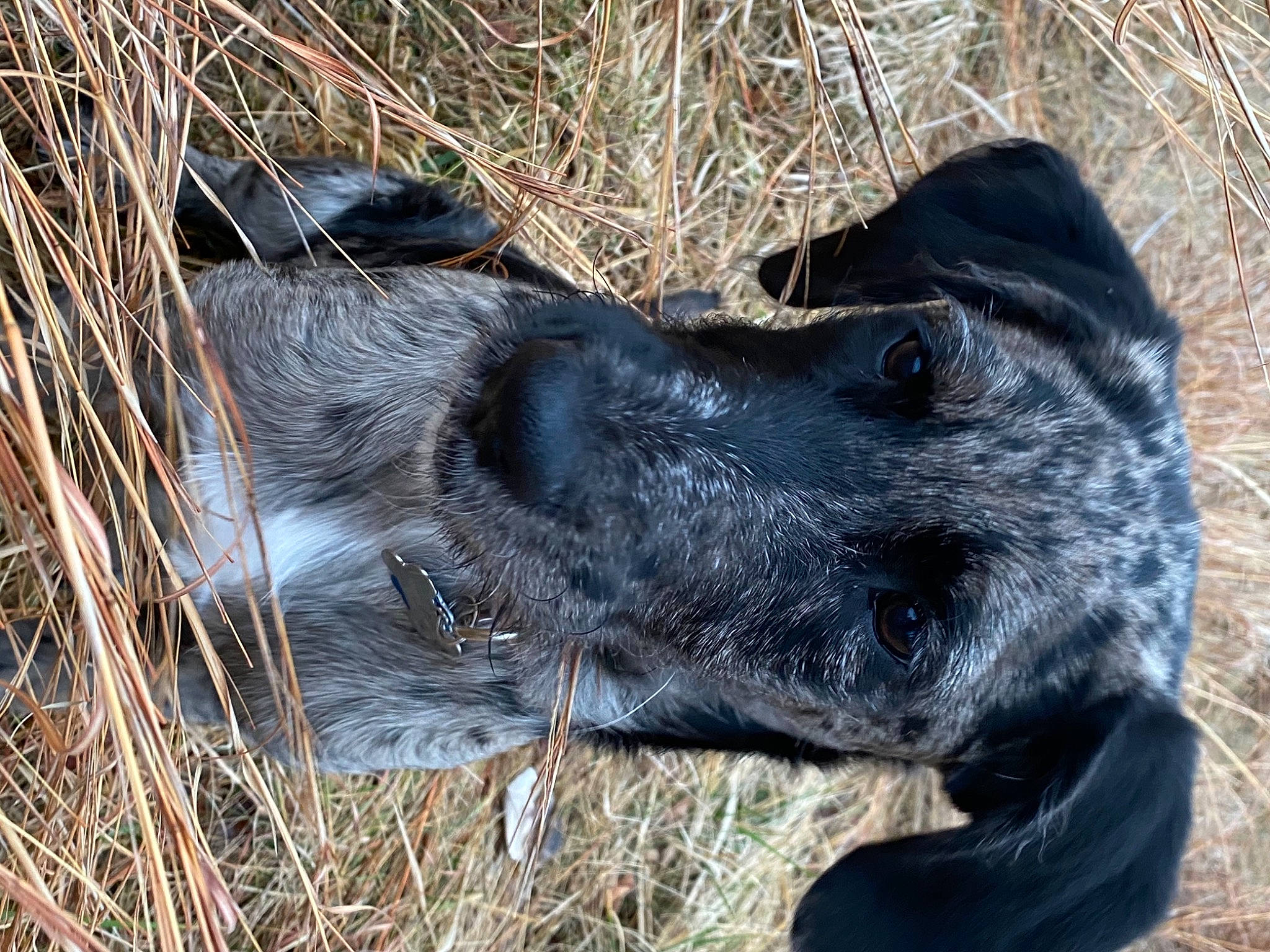Tallulah Rose joined the competition — help win amazing prizes! borador, canidae, carnivore, companion_dog, dog, dog_breed, dog_collar, eye, fur, grass, gun_dog, labrador_retriever, liver, pointing_breed, retriever, snout, sporting_group, terrestrial_animal, whiskers, working_animal