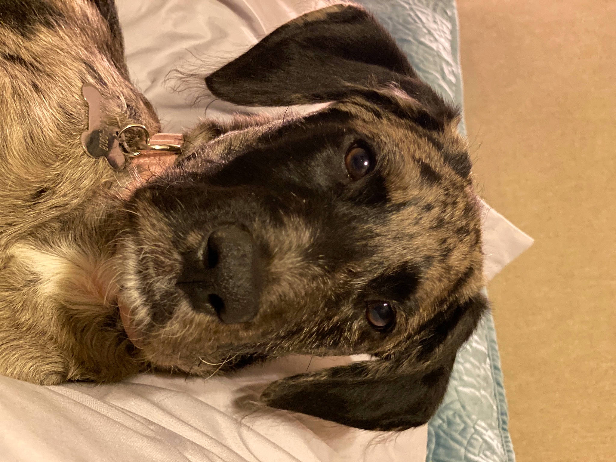 Tallulah Rose is registered to the contest to win money with this photo: canidae, carnivore, companion_dog, dog, dog_breed, fawn, fur, guard_dog, hat, hunting_dog, liver, military_camouflage, pointing_breed, puppy, selfie, sporting_group, whiskers, working_animal