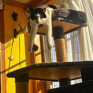 Bean Sprout is registered to the contest to win money with this photo: black_and_white, cat, cat_tree, climbing_structure, cozy, curtains, daylight, feline, fur, home, indoor, legs, pet, relaxing, resting, shadow, sunlight, window, wood_trim, yellow_wall