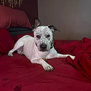 Speck is registered to the contest to win money with this photo: dog, bed, red_bedspread, indoor, pillow, resting, white_dog, speckled, ears, collar, wall_art, relaxed, canine, pet, furniture, comfort, looking_at_camera, lying_down, house, domestic