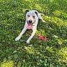 Speck is registered to the contest to win money with this photo: dog, grass, greenery, sunlight, outdoor, pet, animal, tongue_out, playful, toy, nature, summer, relaxed, canine, happy, laying_down, daylight, spot, collar, chew_toy