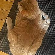 Kyo joined the competition — help win amazing prizes! cat, orange_cat, ginger_cat, feline, pet, animal, curled_up, sleeping, resting, loaf_position, fur, whiskers, ears, tail, indoor, floor, wooden_floor, mat, textured_surface, cozy