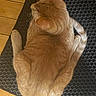 cat, orange_cat, ginger_cat, feline, pet, animal, curled_up, sleeping, resting, loaf_position, fur, whiskers, ears, tail, indoor, floor, wooden_floor, mat, textured_surface, cozy