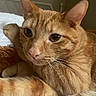 Kyo is registered to the contest to win money with this photo: cat, orange_tabby, ginger_cat, feline, pet, animal, close_up, portrait, whiskers, ears, eyes, nose, fur, striped_fur, paws, tail, lounging, sleeping_area, cozy, indoor