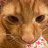 Kyo is registered to the contest to win money with this photo: cat, orange_cat, close_up, feline, whiskers, fur, face, eyes, nose, portrait, pet, domestic_animal, staring, indoors, blanket, floral_pattern, warm_lighting, macro, cuddly, funny