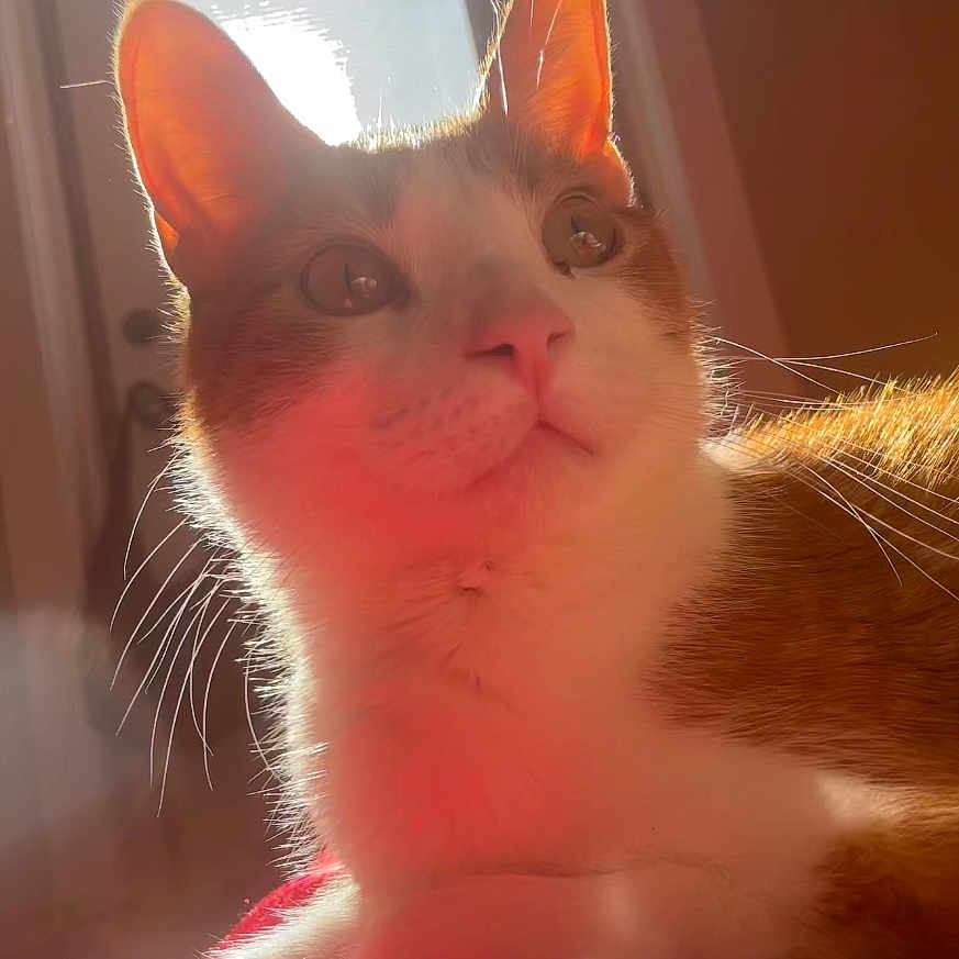 Gizmo