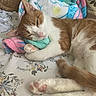 Gizmo joined the competition — help win amazing prizes! cat, sleeping, orange_and_white, pet, animal, close_up, portrait, bed, blanket, floral_bedding, cozy, relaxed, paws, pink_paw_pads, whiskers, pink_nose, indoors, soft_fur, cuddling, nap