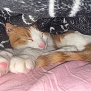 Gizmo is registered to the contest to win money with this photo: cat, cats, kitten, sleeping, cuddling, curled_up, orange_and_white, fur, paws, toe_beans, pink_nose, blanket, cozy, indoors, bed, resting, close_up, pet, cute, nap