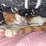 cat, cats, kitten, sleeping, cuddling, curled_up, orange_and_white, fur, paws, toe_beans, pink_nose, blanket, cozy, indoors, bed, resting, close_up, pet, cute, nap