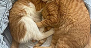 Gizmo is registered to the contest to win money with this photo: cat, cats, ginger_cat, orange_cat, sleeping, cuddling, curled_up, pet, feline, whiskers, ears, fur, tabby, white_patches, bed, blanket, bedding, indoors, cozy, cute