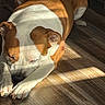 dog, sleeping, lying_down, brown_and_white, short_coat, paws, muzzle, indoor, wooden_floor, sunlight, shadow, relaxed, resting, pet, animal, portrait, close_up, cozy, calm, bulldog