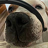 dog, canine, close_up, nose, snout, black_nose, brown_and_white, eyes, whiskers, fur, pet, animal, portrait, funny, silly, steering_wheel, car, indoor, couch, blanket