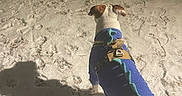 Ariel joined the competition — help win amazing prizes! dog, dinosaur_costume, snow, winter, outdoors, pet, animal, clothing, blue_outfit, harness, leash, brown_and_white, standing, walking, back_view, shadow, sunlight, snowy_ground, adventure, playful