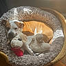 Ariel joined the competition — help win amazing prizes! dog, puppy, pet, sleeping, resting, wicker_basket, dog_bed, blanket, stuffed_animal, toy, sheep_toy, cozy, indoors, sunlight, wooden_floor, brown_and_white, short_hair, portrait, relaxed, home_decor