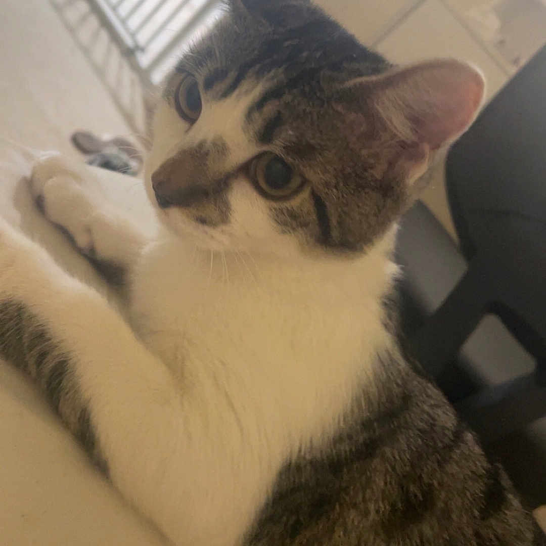 Adella is registered to the contest to win money with this photo: cat, indoor, bed, feline, curious, white, gray, striped, pet, animal, resting, furniture, baby_gate, domestic, ears, eyes, whiskers, closeup, lying_down, cozy
