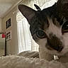 cat, close_up, indoor, curious, pet, animal, face, whiskers, fur, window, curtain, mirror, picture_frame, bed, blanket, cozy, home, soft_light, domestic, feline