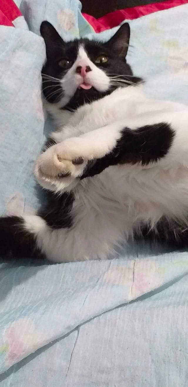 Bounty participe au concours pour gagner de l'argent avec cette photo : carnivore, cat, domestic_short_haired_cat, facial_expression, felidae, fur, natural_material, organism, paw, small_to_medium_sized_cats, snout, stock_photography, tail, terrestrial_animal, toe, vertebrate, whiskers, white