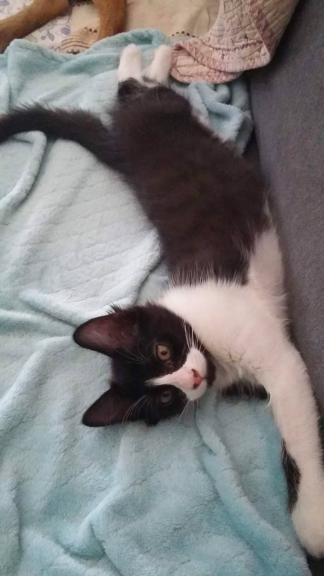 Bounty participe au concours pour gagner de l'argent avec cette photo : carnivore, cat, comfort, domestic_short_haired_cat, felidae, fur, linens, paw, small_to_medium_sized_cats, snout, tail, terrestrial_animal, vertebrate, whiskers