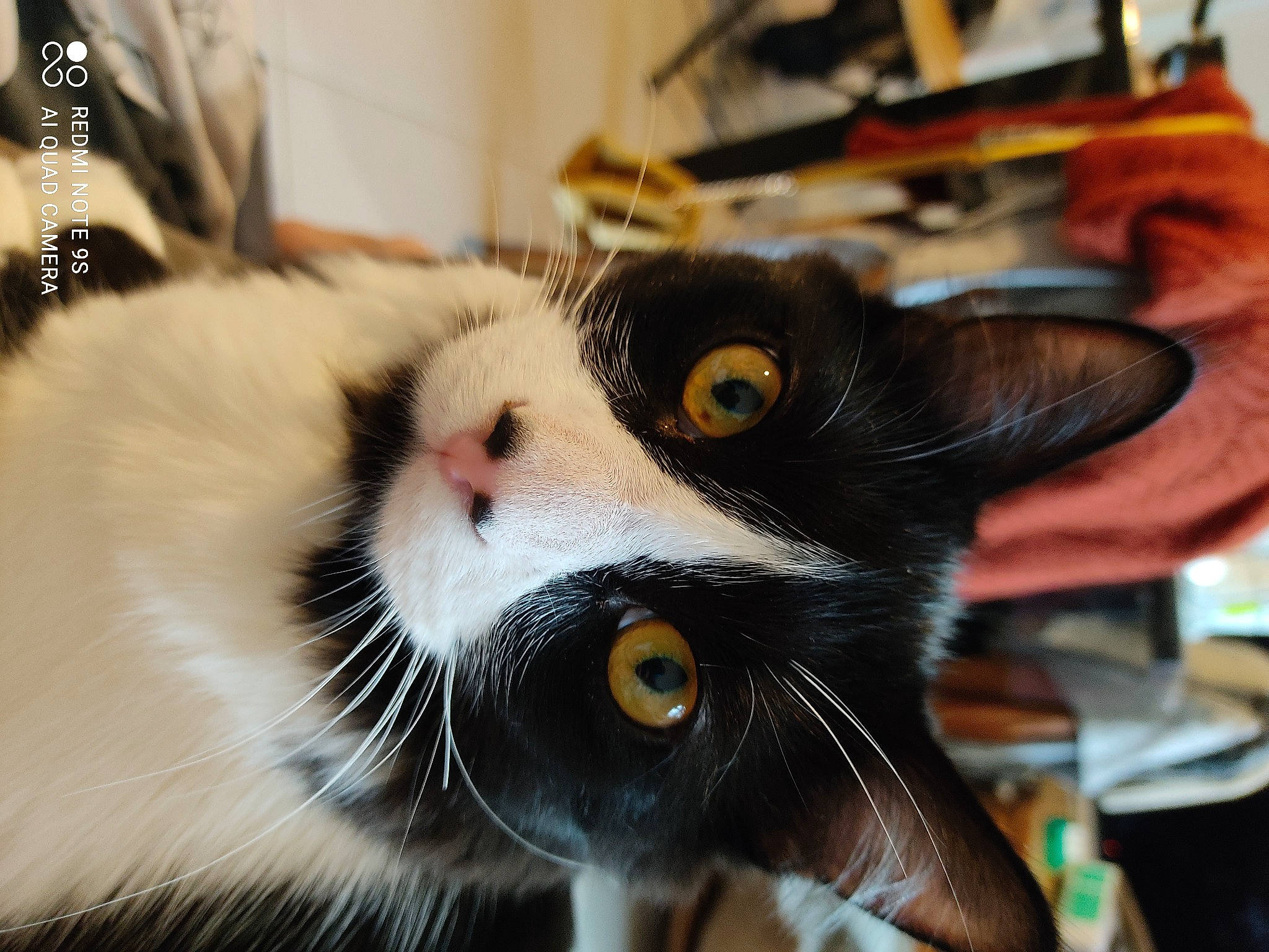 Bounty a rejoint le concours — aidez-le/la à gagner de superbes lots ! carnivore, cat, domestic_short_haired_cat, felidae, fur, iris, pet_supply, small_to_medium_sized_cats, snout, terrestrial_animal, tongue, vertebrate, whiskers