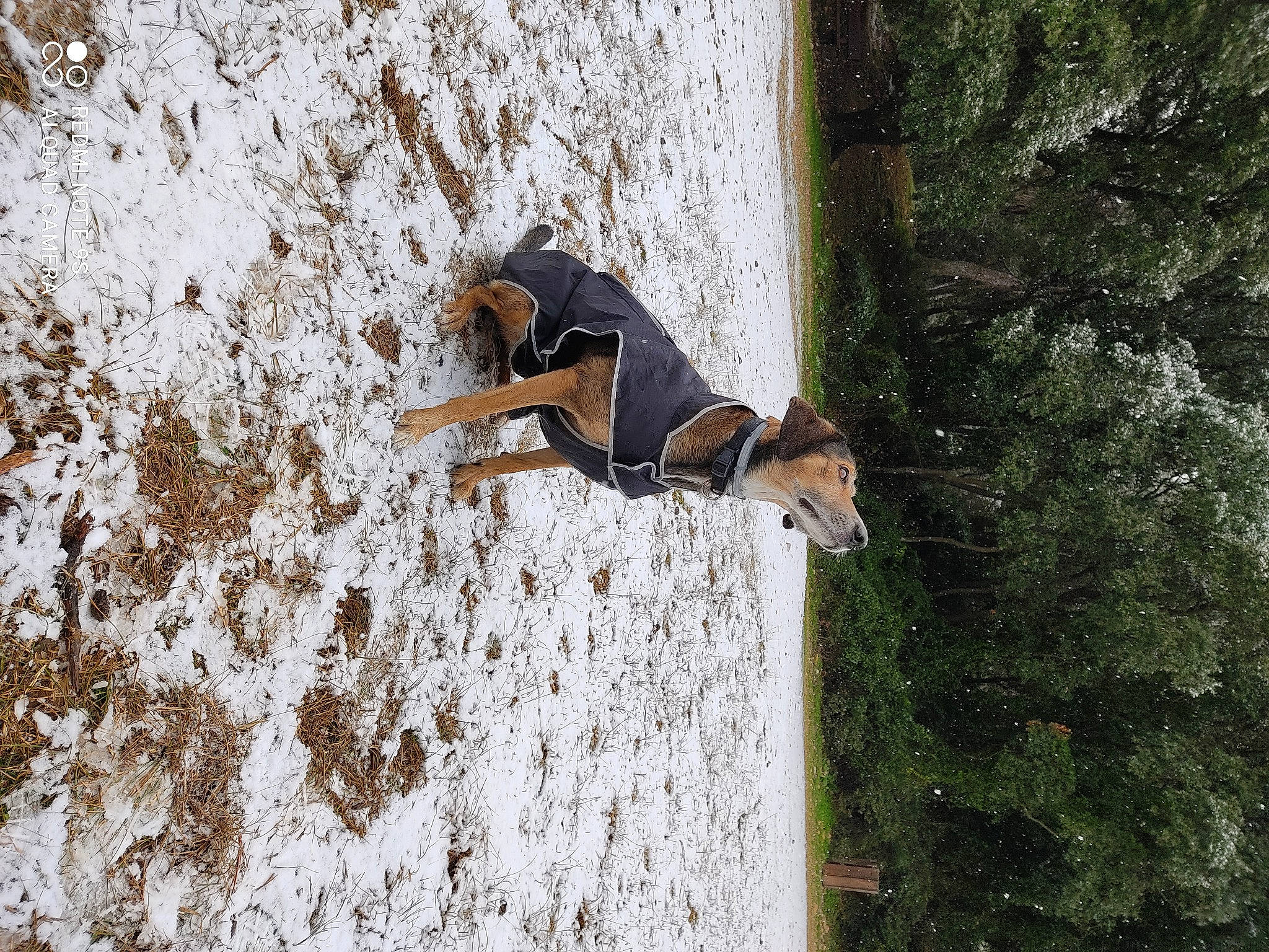 Nalla participe au concours pour gagner de l'argent avec cette photo : beagle, beagle_harrier, canidae, carnivore, collar, companion_dog, dog, dog_breed, english_foxhound, hamiltonstovare, harrier, hound, hunting_dog, mammal, scent_hound, serbian_tricolour_hound, snow, sporting_group, tail, working_dog