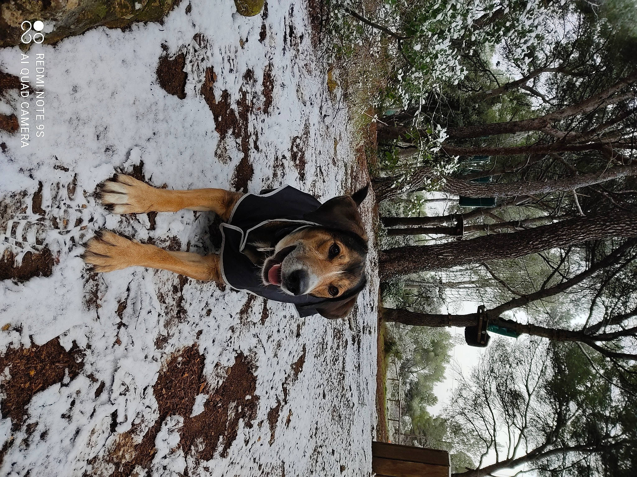 Nalla participe au concours pour gagner de l'argent avec cette photo : branch, canidae, carnivore, collar, companion_dog, dog, dog_breed, dog_collar, dog_supply, freezing, hunting_dog, pet_supply, snout, snow, sporting_group, trunk, twig, working_animal, working_dog