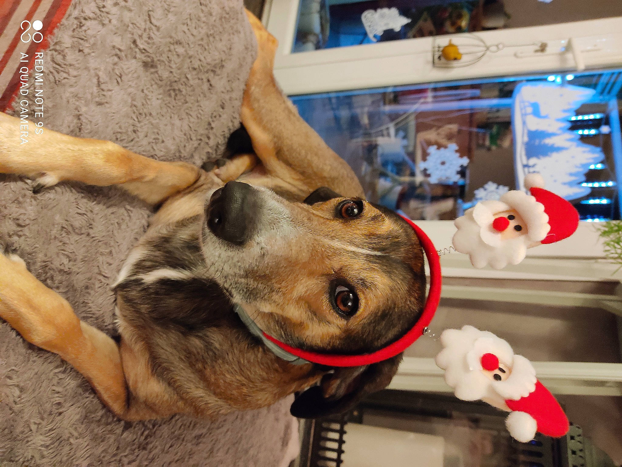 Nalla participe au concours pour gagner de l'argent avec cette photo : canidae, carnivore, collar, display_case, dog, dog_breed, dog_collar, dog_supply, fur, kitchen_utensil, leash, pet_supply, police_dog, snout, sporting_group, stuffed_toy, toy, vertebrate, whiskers, working_animal