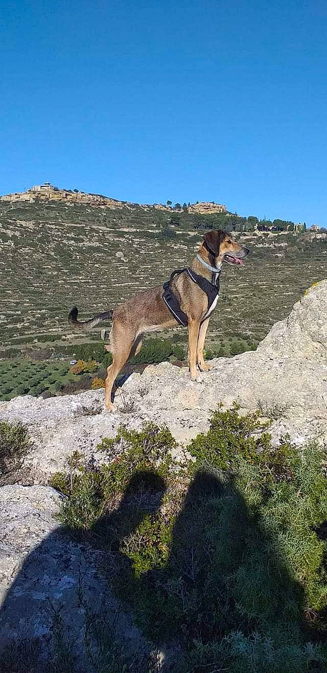 Nalla participe au concours pour gagner de l'argent avec cette photo : bedrock, canidae, carnivore, chaparral, collar, dog, dog_breed, dog_collar, dog_hiking, dog_supply, fawn, fell, outcrop, rock, slope, sporting_group, tail, tundra, wilderness, working_animal