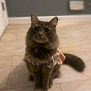 Precious is registered to the contest to win money with this photo: cat, gray_cat, fluffy, pet, indoor, floor, tile_floor, collar, ruffled_collar, animal, whiskers, tail, cute, domestic_cat, feline, sitting, looking_up, curious, soft_background, home