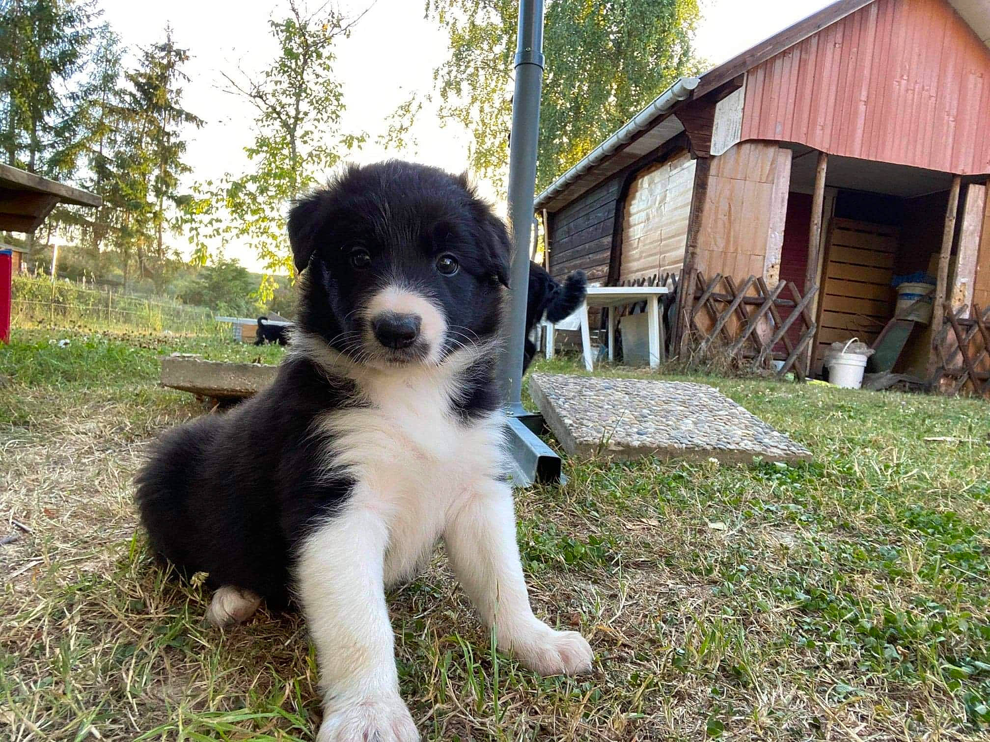 River participe au concours pour gagner de l'argent avec cette photo : barn, canidae, carnivore, companion_dog, cottage, dog, dog_breed, garden_buildings, hut, mammal, puppy, rural_area, shack, shed, snout, sporting_group, tail, village, working_animal, working_dog