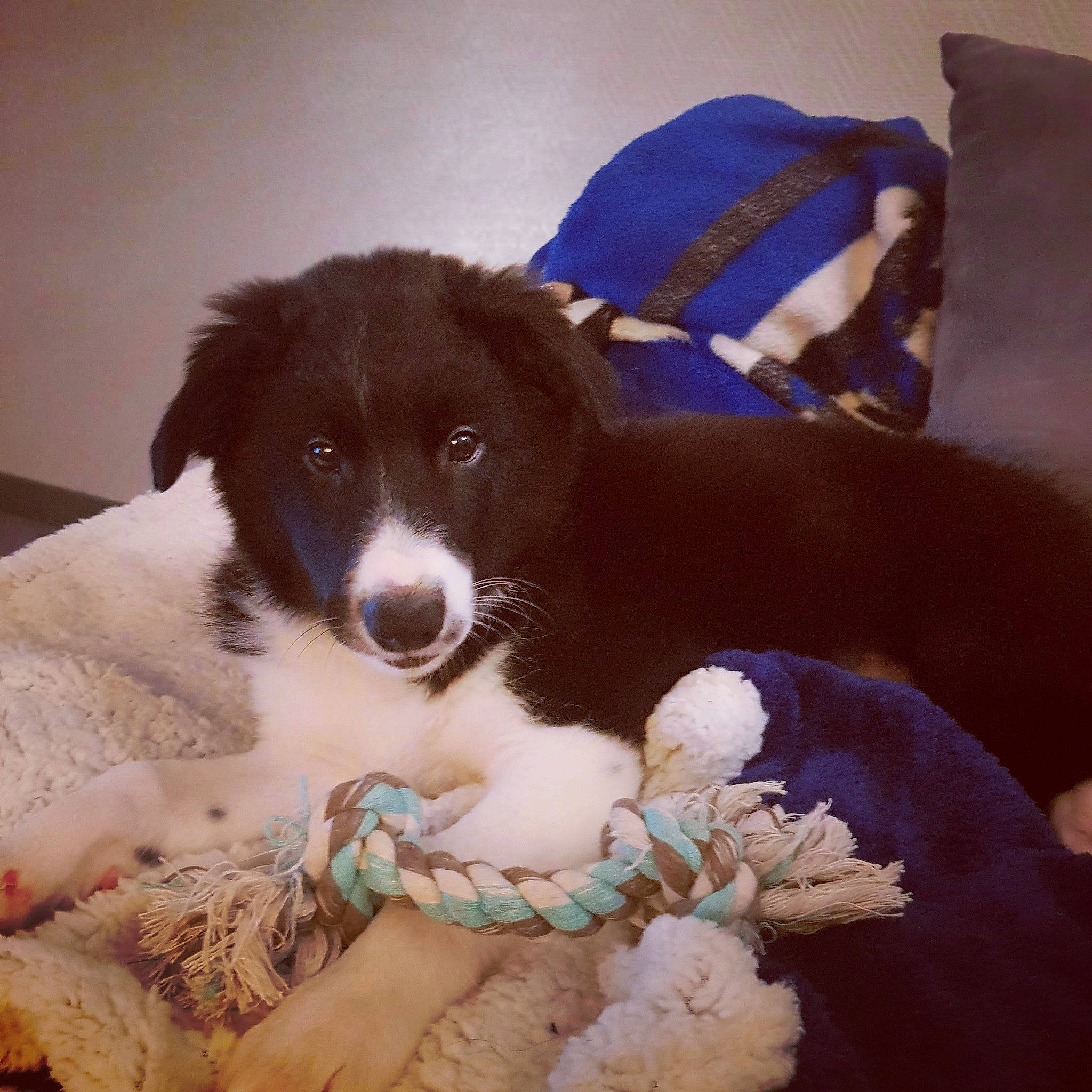 River participe au concours pour gagner de l'argent avec cette photo : blue, canidae, carnivore, cobalt_blue, collar, comfort, companion_dog, couch, dog, dog_breed, dog_collar, dog_supply, fur, herding_dog, pet_supply, sporting_group, vertebrate, working_animal, working_dog