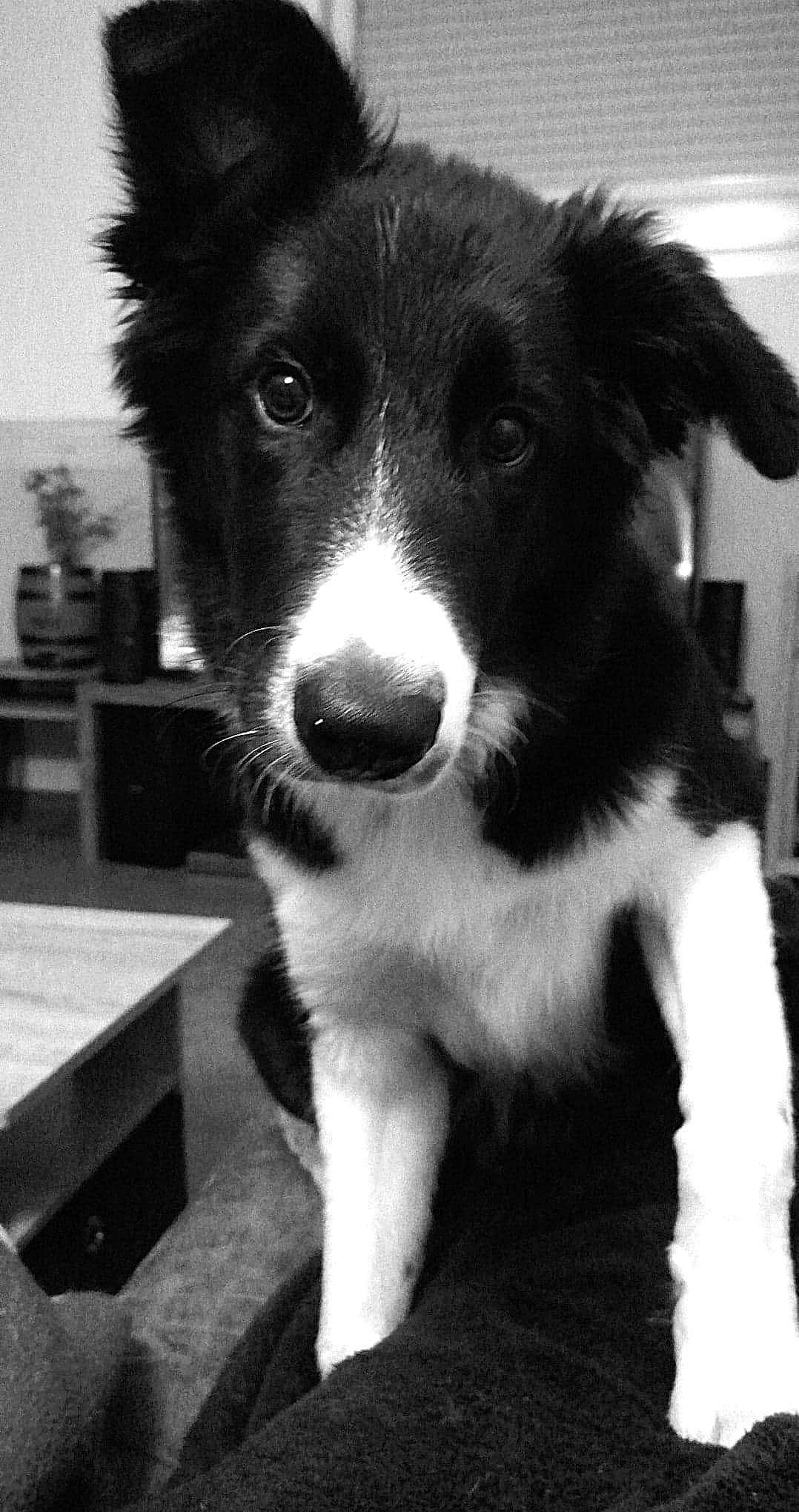 River participe au concours pour gagner de l'argent avec cette photo : black, black_and_white, border_collie, canidae, carnivore, companion_dog, dog, dog_breed, fur, mammal, monochrome, monochrome_photography, shelf, snapshot, snout, sporting_group, style, vertebrate, whiskers, working_animal