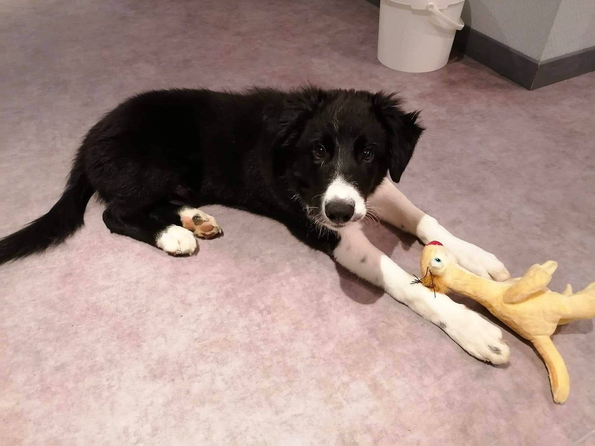 River participe au concours pour gagner de l'argent avec cette photo : border_collie, canidae, carnivore, claw, companion_dog, dog, dog_breed, floor, flooring, fur, mammal, paw, sporting_group, tail, terrestrial_animal, vertebrate, waste_container, waste_containment, working_animal, working_dog