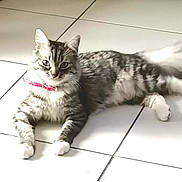 Maya a rejoint le concours — aidez-le/la à gagner de superbes lots ! alert, animal, cat, collar, cute, domestic_cat, feline, floor, fur, indoor, lying_down, paws, pet, pink_collar, relaxed, striped, tabby, tiled_floor, whiskers, white_floor