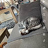 Maya participe au concours pour gagner de l'argent avec cette photo : bottle, carpet, cat, chair, coffee_maker, couch, cozy, domestic_animal, furniture, gray_cat, home_interior, living_room, nap, pet, resting, screenshot, staircase, table, window, wooden_stairs