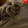 Maya participe au concours pour gagner de l'argent avec cette photo : animal, bed, blanket, cat, collar, comfort, cozy, cute, domestic, feline, fur, furry, indoor, love, pet, relaxing, resting, snuggled, soft, warm