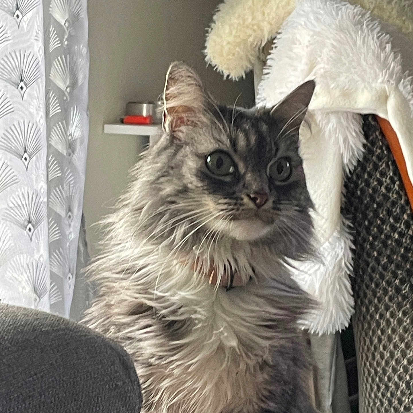 Maya a rejoint le concours — aidez-le/la à gagner de superbes lots ! animal, architecture, blanket, building, cat, chair, couch, cushion, face, furniture, head, homedecor, indoors, kitten, livingroom, manx, person, pet, photography, portrait