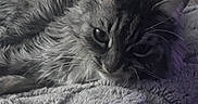 Maya a rejoint le concours — aidez-le/la à gagner de superbes lots ! animal, blanket, cat, close_up, comfort, cozy, ears, face, feline, fluffy, fur, gray_cat, indoors, pet, relaxed, resting, sleepy, soft_texture, tabby_cat, whiskers