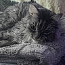 animal, blanket, cat, close_up, comfort, cozy, ears, face, feline, fluffy, fur, gray_cat, indoors, pet, relaxed, resting, sleepy, soft_texture, tabby_cat, whiskers